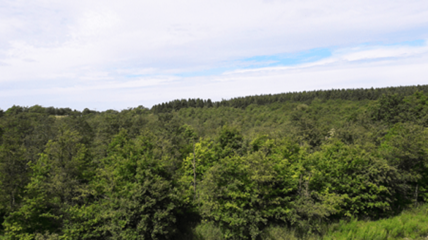 zielona odnowa