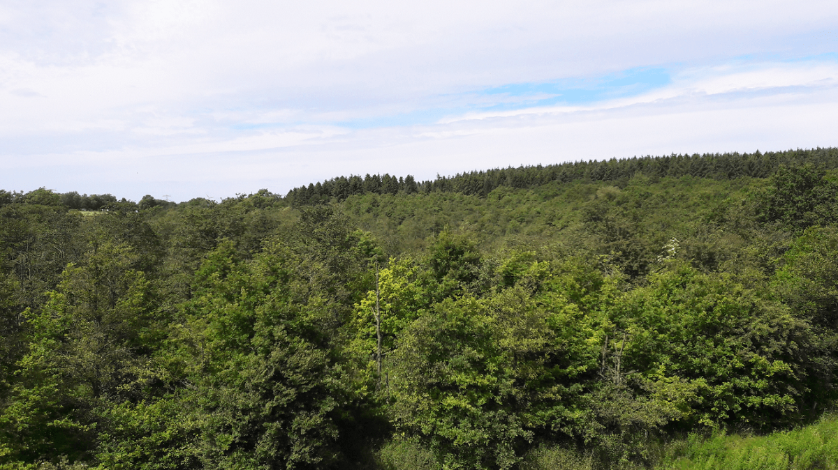 zielona odnowa