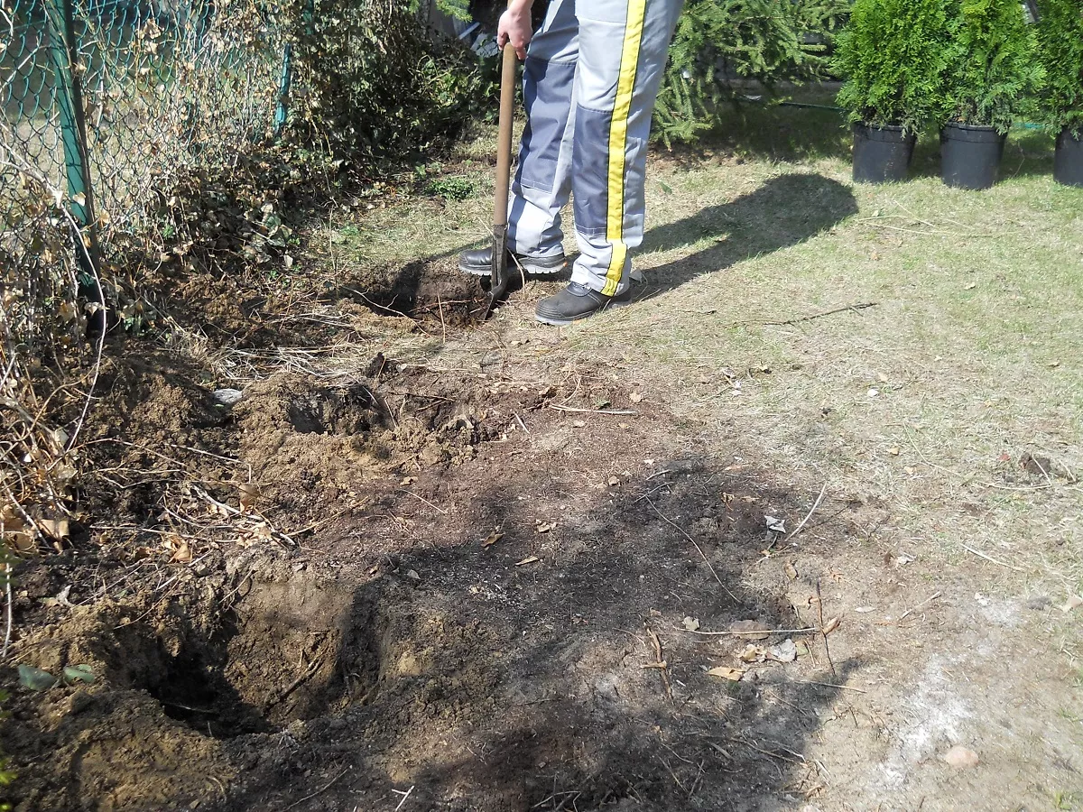 Wykopujemy dołki pod rośliny