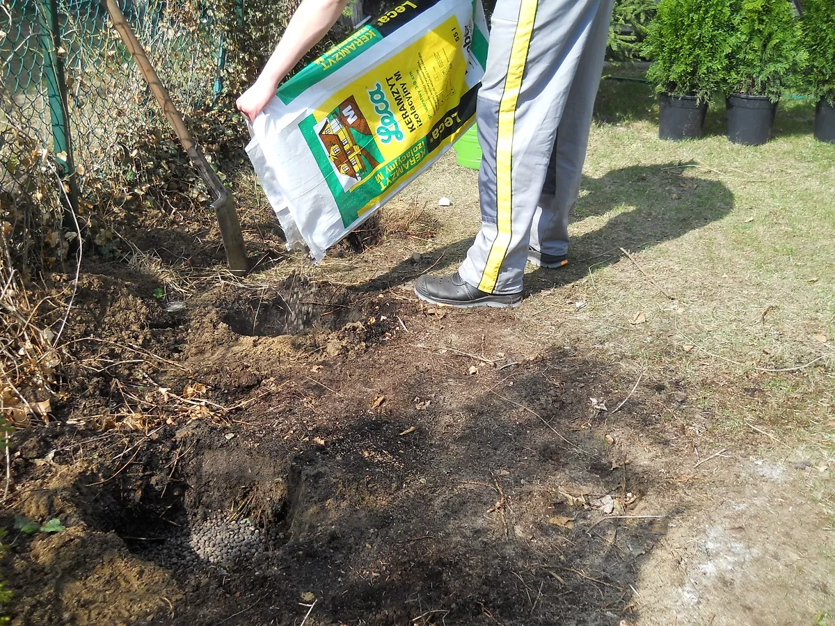 Na dnie każdego dołka wysypujemy warstwę Leca KERAMZYTU ogrodniczego L o grubości ok. 5 cm