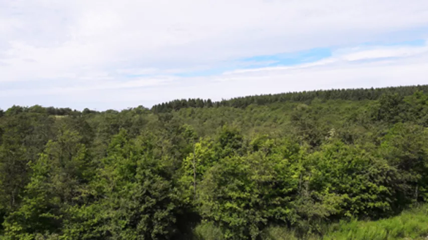 zielona odnowa
