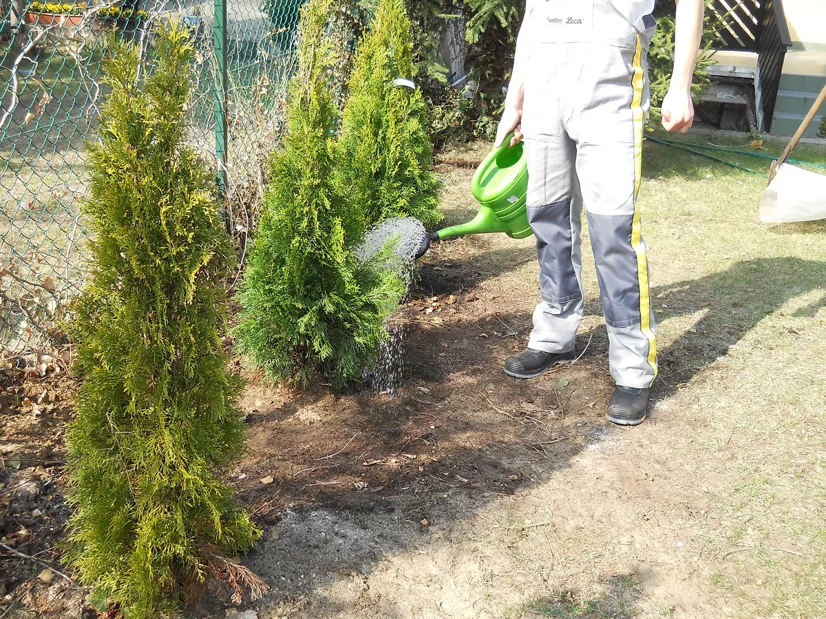 Każdą nowo posadzoną roślinę intensywne podlewamy