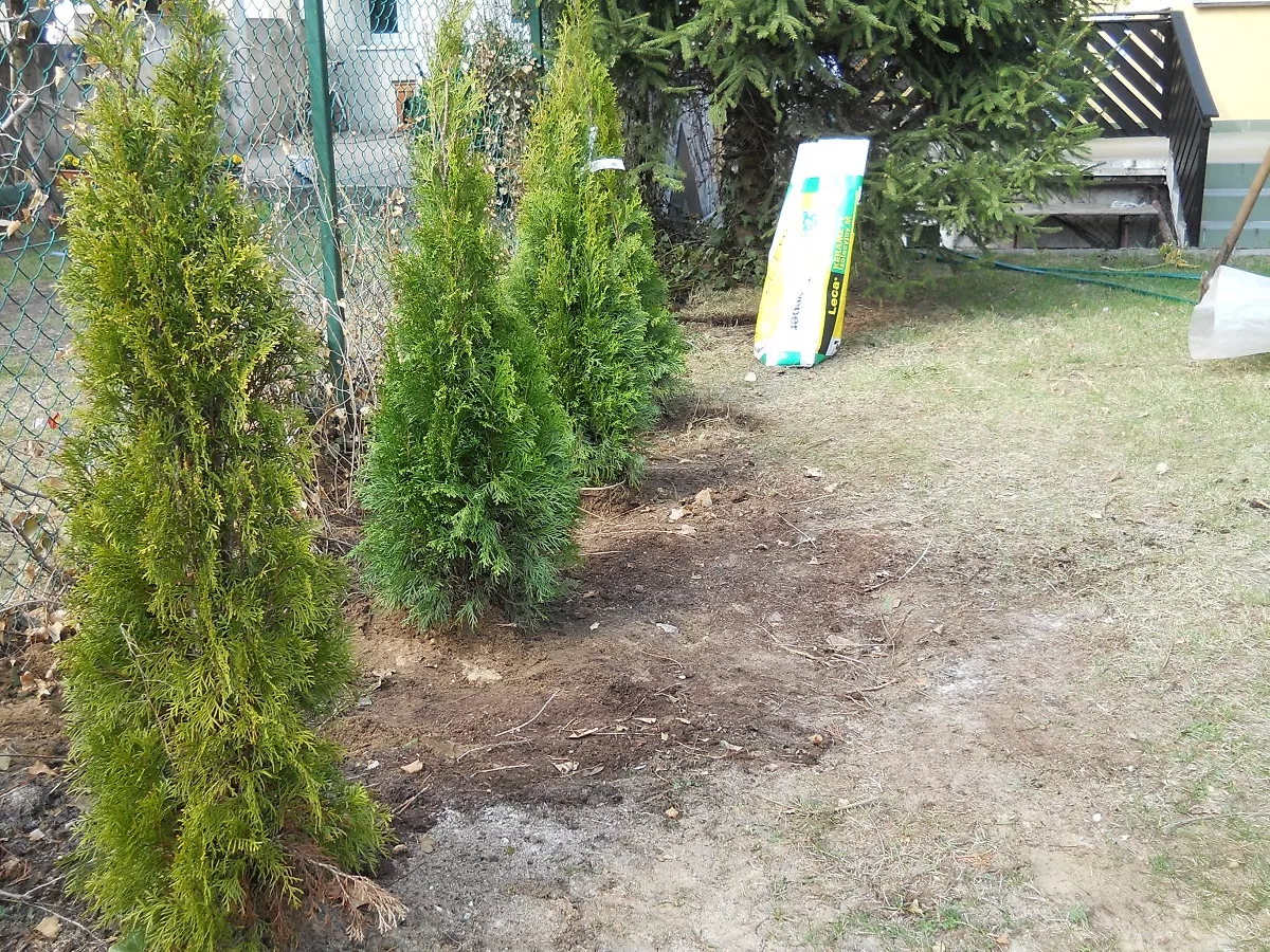 Posadzone rośliny obsypujemy gruntem tak, aby wokół każdej z nich powstało niewielkie obniżenie terenu (misa)