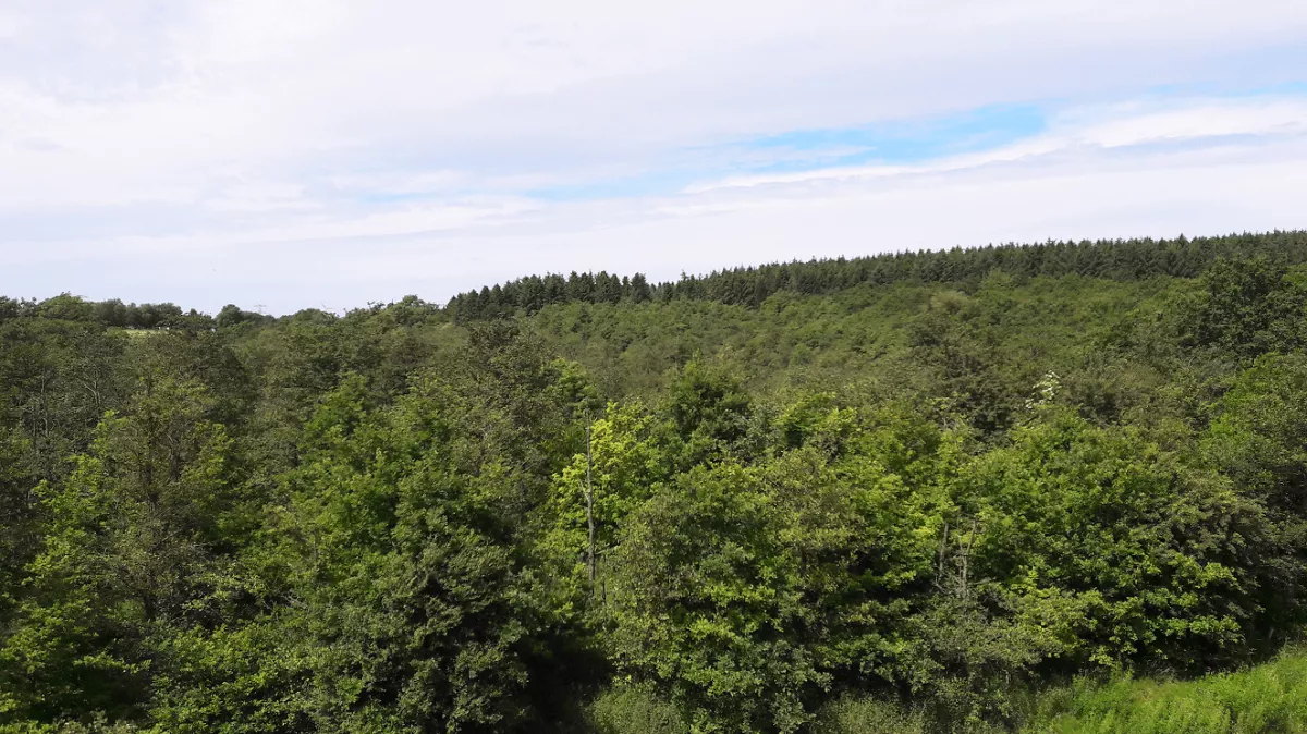 zielona odnowa