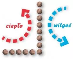 cieplo wilgoc piwnice